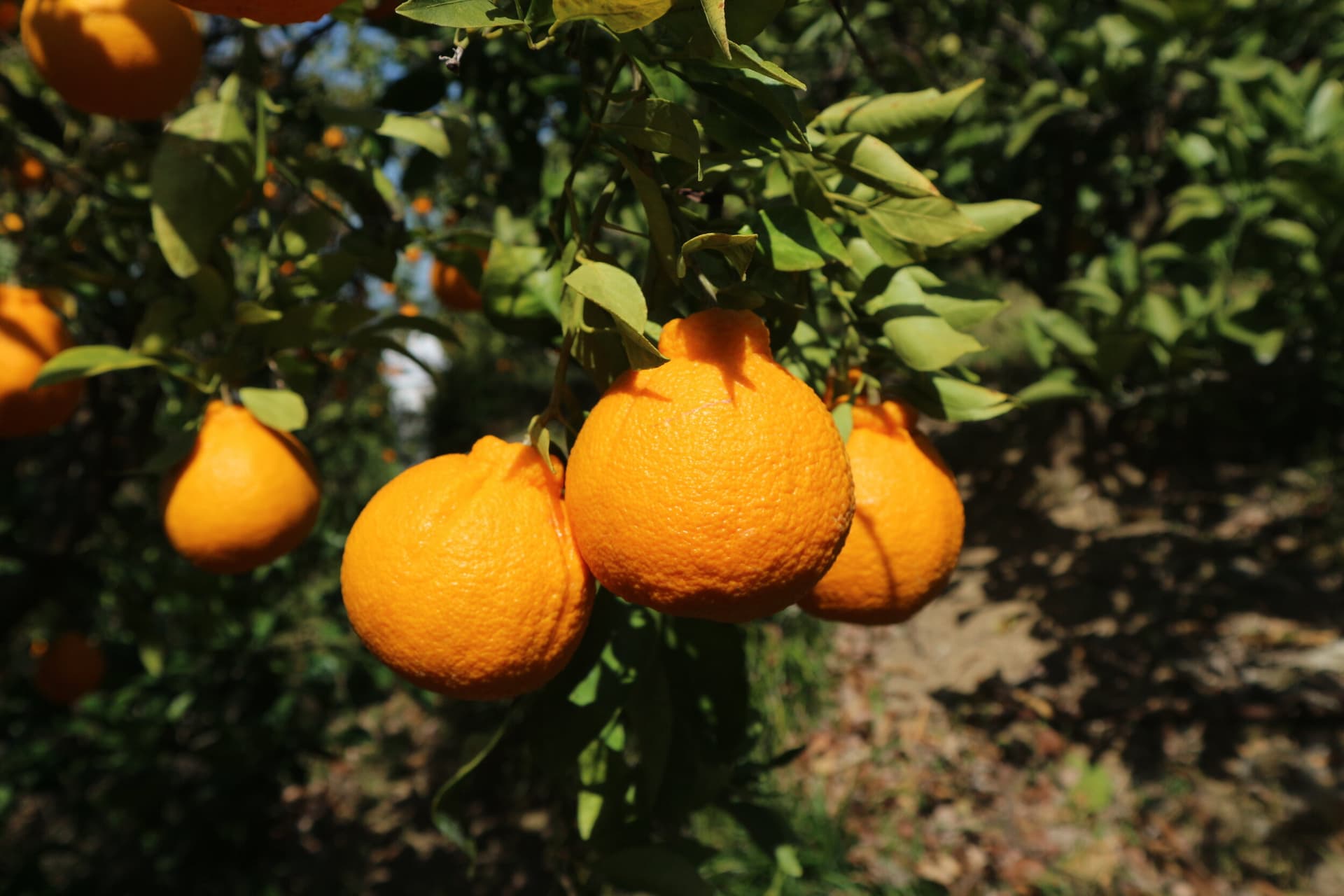 Picture of cotatsu farm